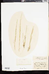 Panicum depauperatum image