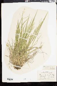 Panicum depauperatum image