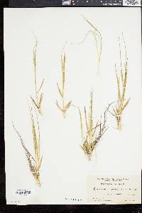 Dichanthelium depauperatum image