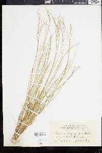 Panicum depauperatum image