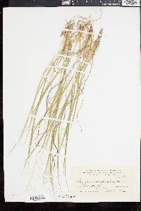 Panicum depauperatum image