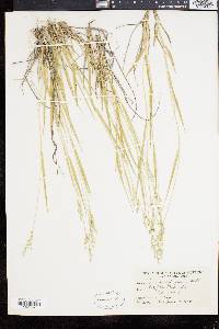 Panicum depauperatum image