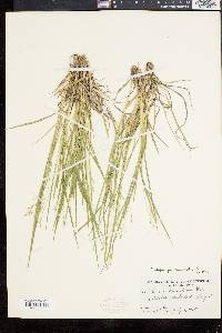 Panicum depauperatum image