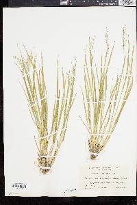 Panicum depauperatum image