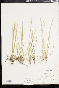 Panicum depauperatum image