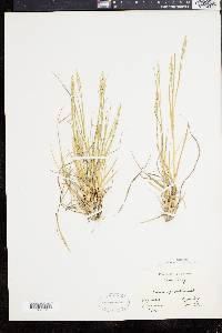 Panicum depauperatum image