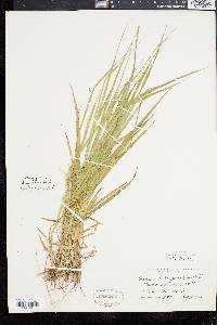 Panicum depauperatum image