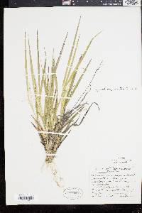 Panicum depauperatum image