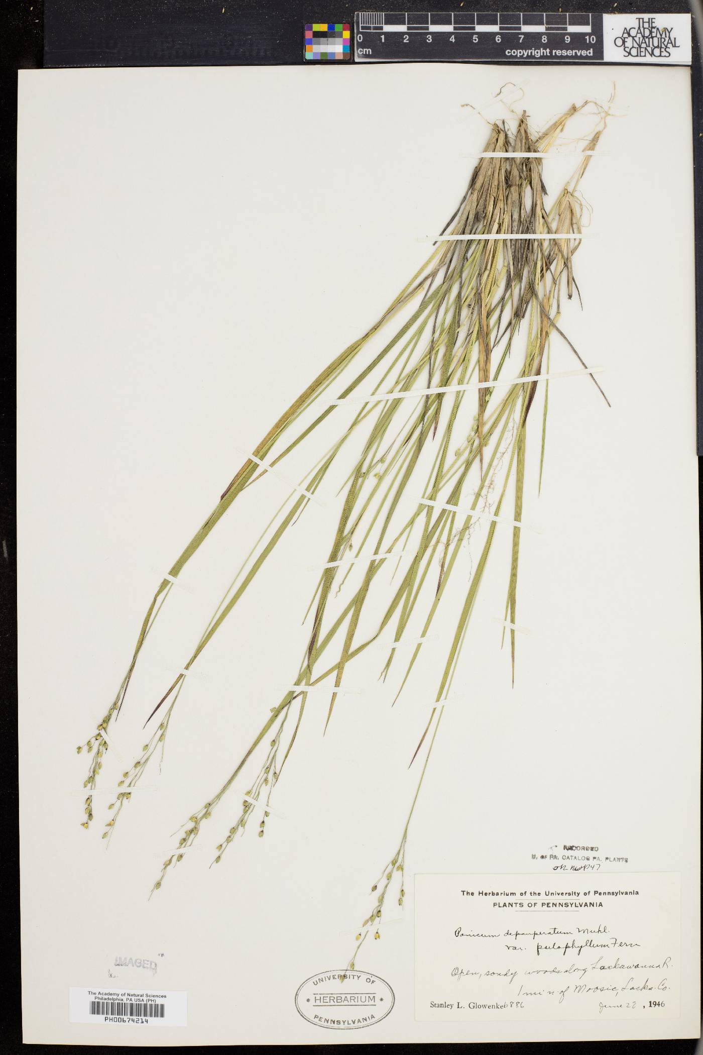 Panicum depauperatum image