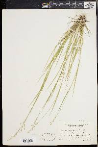 Panicum depauperatum var. psilophyllum image