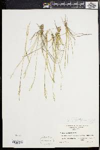 Panicum depauperatum var. psilophyllum image