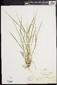 Panicum depauperatum var. psilophyllum image