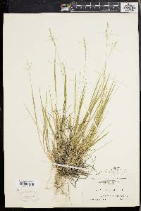 Panicum depauperatum var. psilophyllum image