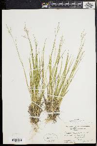 Panicum depauperatum image