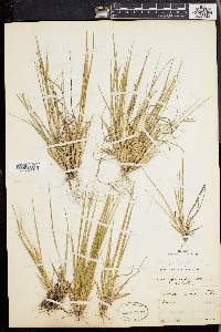 Panicum depauperatum var. psilophyllum image