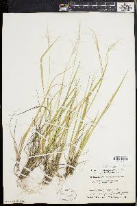 Panicum depauperatum image