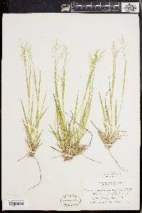 Panicum depauperatum var. psilophyllum image