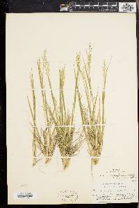 Panicum depauperatum image