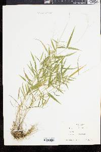 Panicum dichotomum image