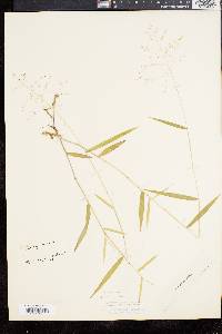 Panicum dichotomum image