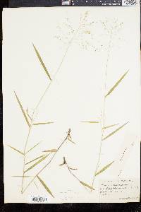 Panicum dichotomum image