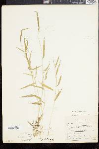 Panicum dichotomum image