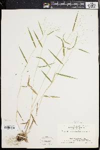 Panicum dichotomum image