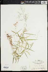 Panicum dichotomum image