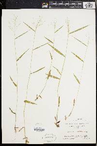 Panicum dichotomum image