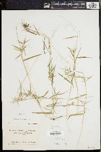 Panicum dichotomum image