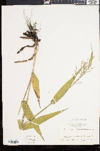 Panicum clandestinum image