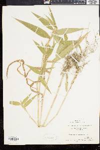 Panicum clandestinum image