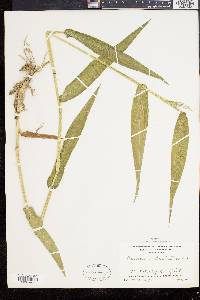 Panicum clandestinum image