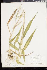 Panicum clandestinum image