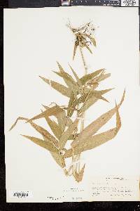 Panicum clandestinum image