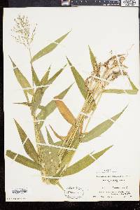 Panicum clandestinum image