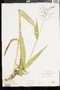 Panicum clandestinum image