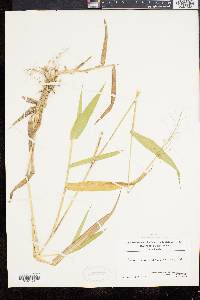 Panicum clandestinum image