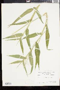 Panicum clandestinum image