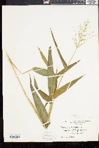 Panicum clandestinum image