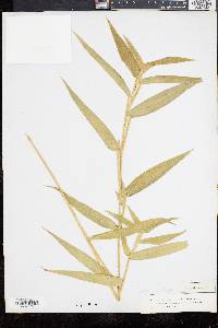 Panicum clandestinum image