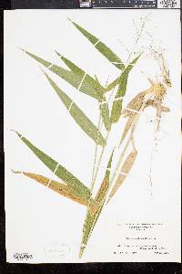 Panicum clandestinum image