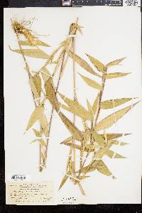 Panicum clandestinum image