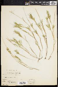 Dichanthelium acuminatum subsp. columbianum image