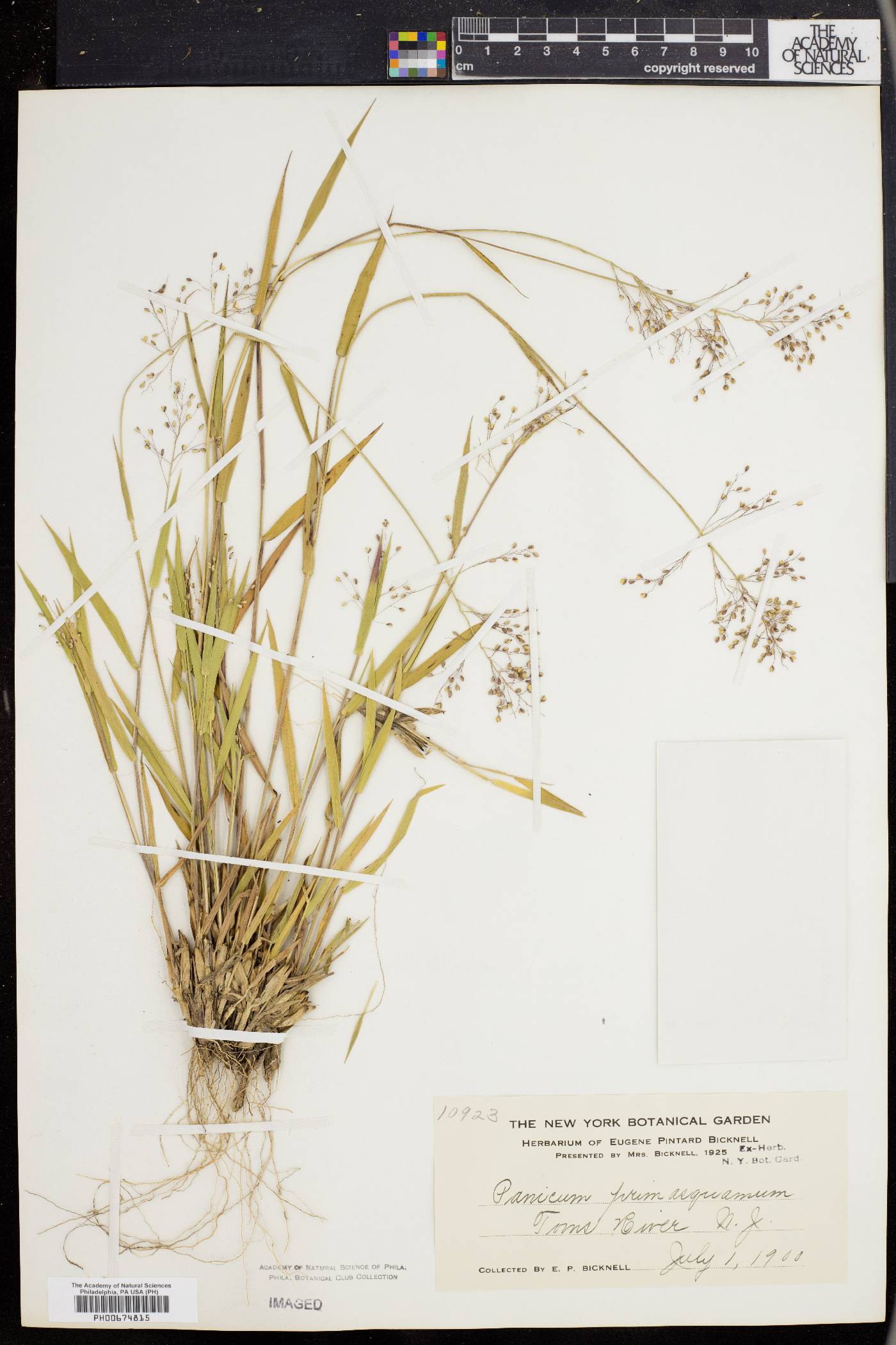 Panicum commonsianum image