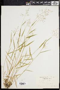 Panicum commonsianum image