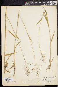 Panicum commonsianum image