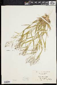 Panicum commonsianum image