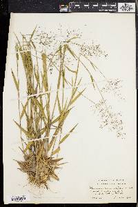 Panicum commonsianum image