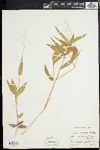 Panicum commutatum image